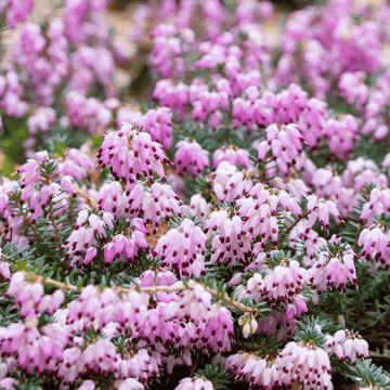 Bruyère des neiges 'Darley Dale' - Erica darleyensis 'Darley Dale'