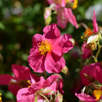 Hélianthème 'Ben Hope' - Helianthemum 'Ben Hope'