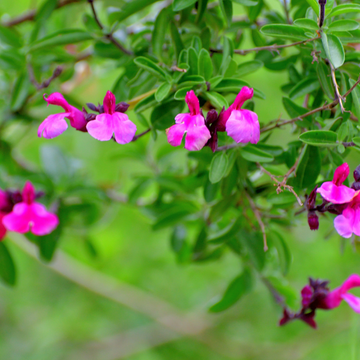 Sauge Microphylla - Salvia Microphylla Cera potosi