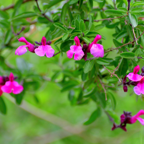 Sauge Microphylla - Salvia Microphylla Cera potosi