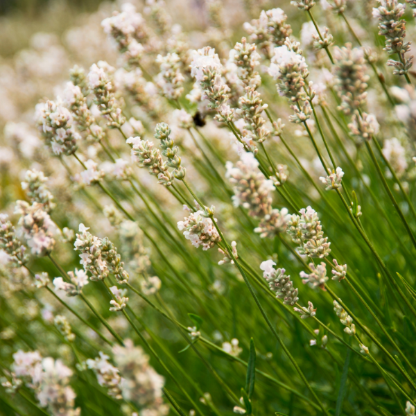Lavandula White Summer