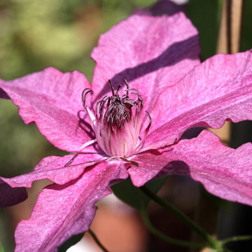 Clématite 'Barbara - Clematis 'Barbara