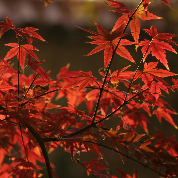 Acer Palmatum variés