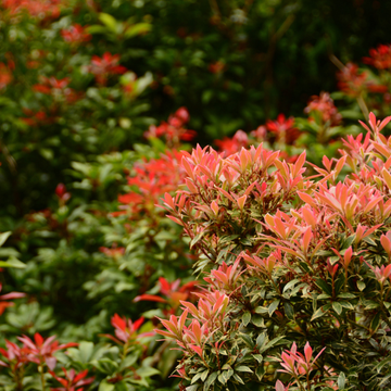 Andromède du Japon 'Bonfire' - Pieris japonica 'Bonfire'