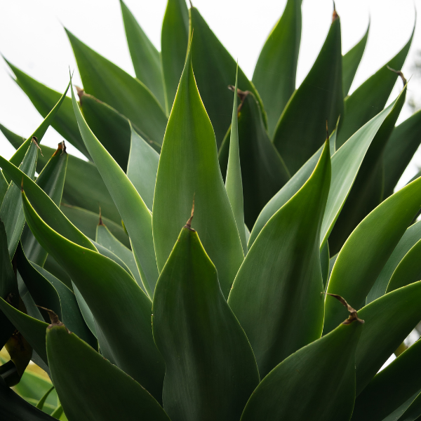 Agave Weberi