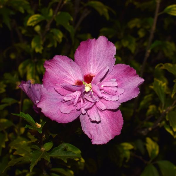 Mauve en arbre 'Duc De Brabant' - Hibiscus syriacus 'Duc De Brabant'
