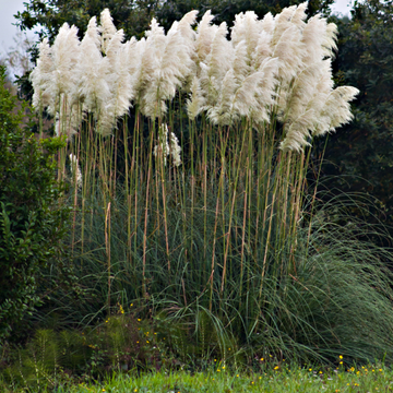 Herbe des pampas 'White Plume' - Cortaderia selloana 'White Plume'