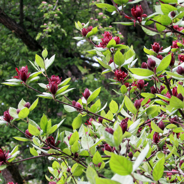 Calycanthus floridus