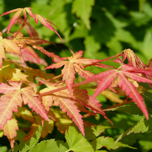 Érable du Japon 'Summer gold' - Acer palmatum 'Summer gold'