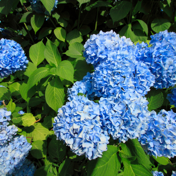 Hortensia macrophylla  'Adria' - Hydrangea macrophylla 'Adria'