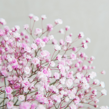 Gypsophile 'Rosenschleier' - Gypsophila 'Rosenschleier'