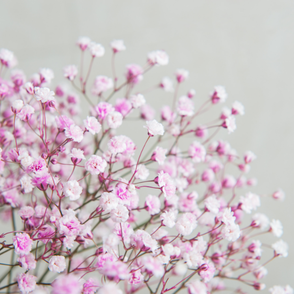 Gypsophile 'Rosenschleier' - Gypsophila 'Rosenschleier'