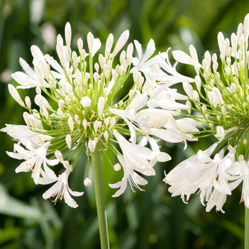 Agapanthe 'Thumbelina' -  Agapanthus 'Thumbelina'