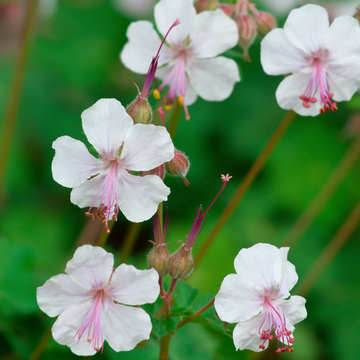 Géranium vivace 'Biokovo' -  Geranium 'Biokovo'
