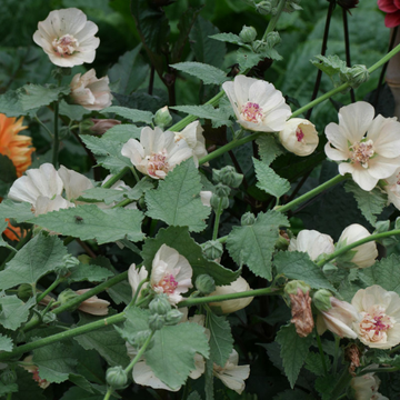 Mauve 'Park Allee' - Alcalthaea suffrutescans 'Park Allee'