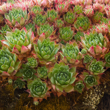 Sempervivum - Sempervivum