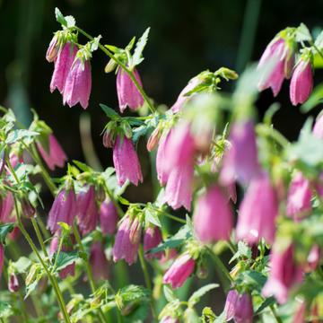 Campanule 'Rubriflora' - Campanula punctata 'Rubriflora'