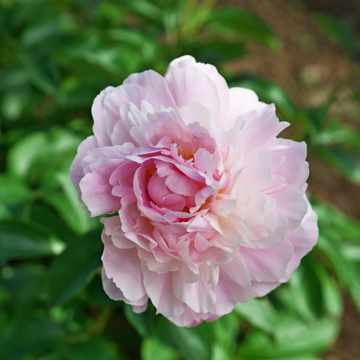 Pivoine de Chine 'Alertie' -  Paeonia lactiflora 'Alertie'