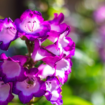 Penstemon Polaris Purple