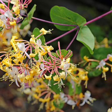Chèvrefeuille grimpant 'American Beauty' - Lonicera heckrottii 'American Beauty'