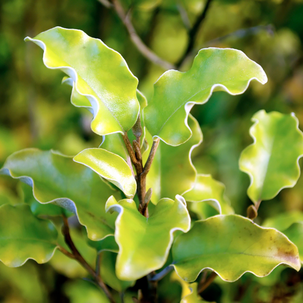Pittosporum Emerald Dome - Pittosporum 'Emerald Dome'