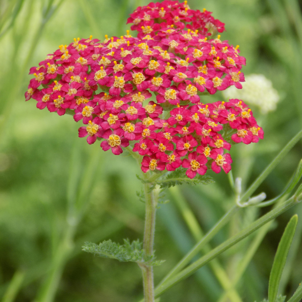 Achillée Millefeuille 'Paprika' - Achillea Millefolium 'Paprika'