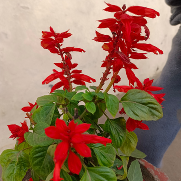 Sauge 'Ember's Wish' - Salvia 'Ember's Wish'