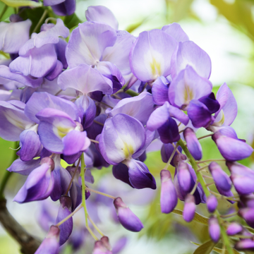 Wisteria Sinensis Caroline
