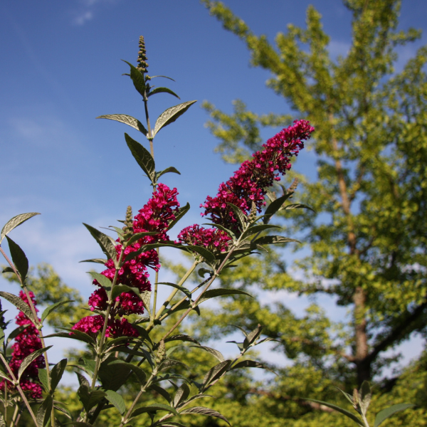 Arbre aux papillons 'Flutterby Rouge' - Buddleia davidii 'Flutterby Red'