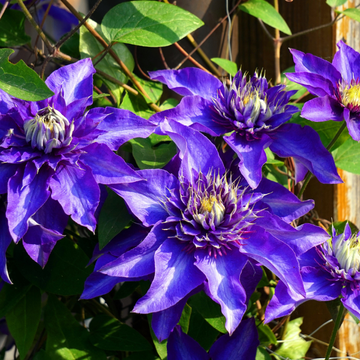 Clématite 'Multi Blue' - Clematis 'Multi Blue'