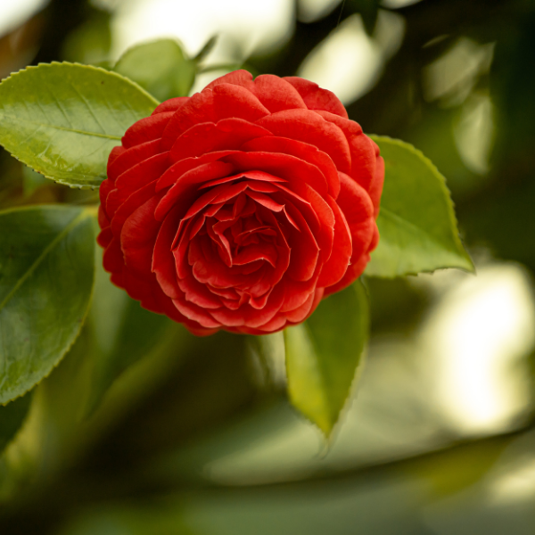 Camélia du Japon 'Roger Hall' - Camellia japonica 'Roger Hall'