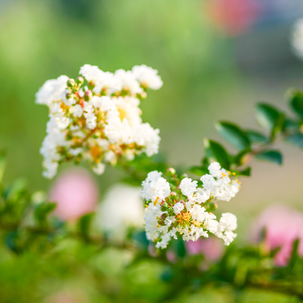 Lilas des Indes 'Nivea' - Lagerstroemia indica 'Nivea'