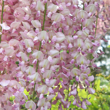Glycine japonaise 'Rosea' - Wisteria floribunda 'Rosea'