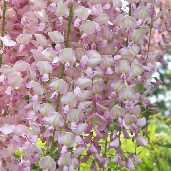 Glycine japonaise 'Rosea' - Wisteria floribunda 'Rosea'