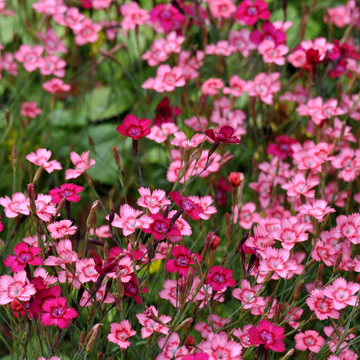 Oeillet Beauties Tyra - Dianthus Beauties Tyra