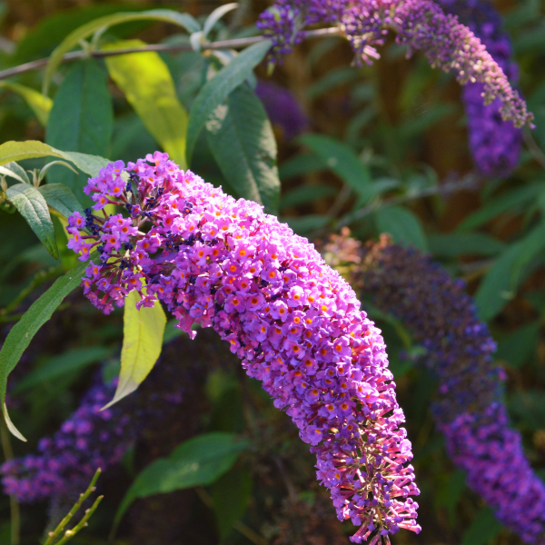 Arbre aux papillons 'Flutterby rose' - Buddleia davidii 'Flutterby Pink'