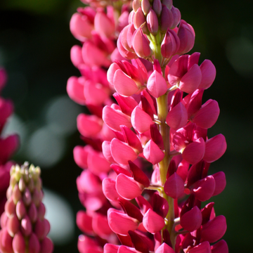 Lupinus Gallery Red