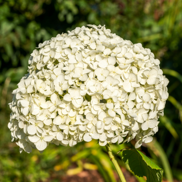 Hortensia de Virginie 'Strong Annabelle' - Hydrangea arborescens 'Strong Annabelle'