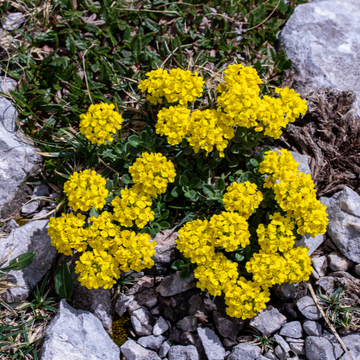 Alyssum Montanum Tekara