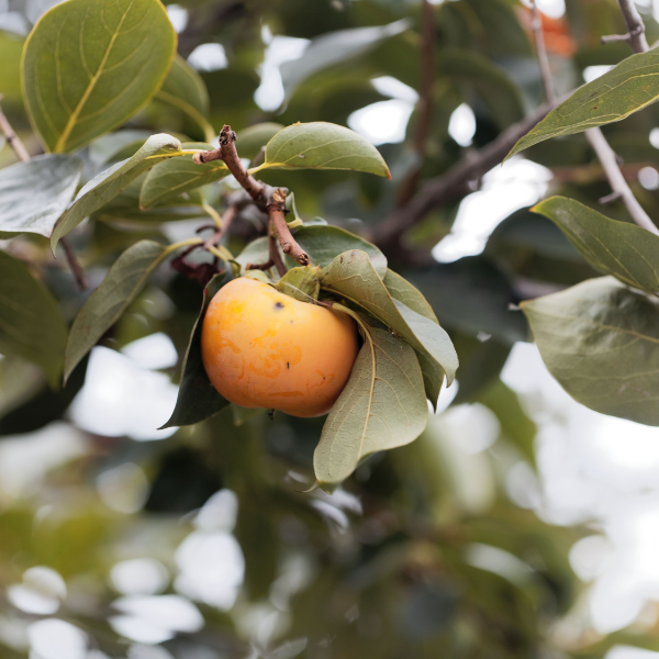 Plaqueminier  Pomme O Gosha - Diospyros Kaki Pomme O Gosho