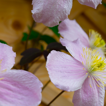 Clématite des montagnes 'Fragrant Spring' - Clematis montana 'Fragrant Sprin
