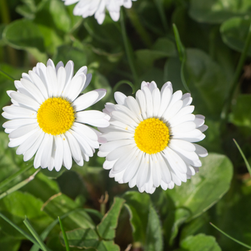 Aster des Alpes 'Albus' - Aster alpinus 'Albus'
