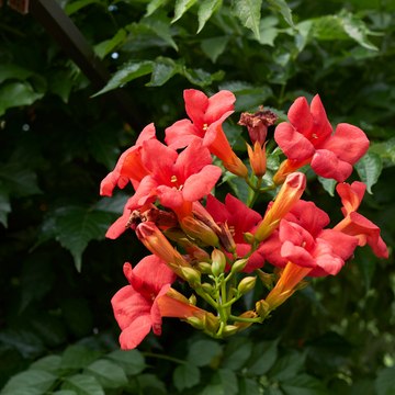 Bignone, Trompette de Virginie 'Stomboli' - Campsis Radicans 'Stomboli'