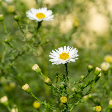 Aster Grand D'Automne 'Blanc Lady' - Aster Novi-Belgii 'White Lady'
