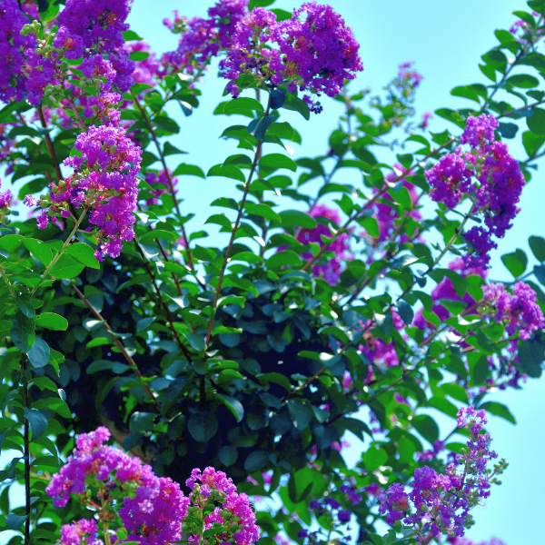 Lilas des Indes 'Purple Star' - Lagerstroemia indica 'Purple Star'