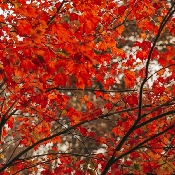 Érable rouge 'Red Sunset' - Acer rubrum 'Red Sunset'