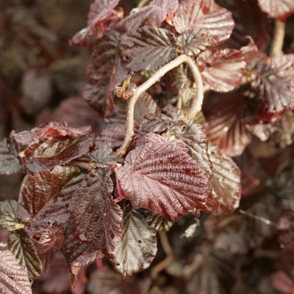 Noisetier tortueux 'Red Majestic'® - Corylus avellana 'Red Majestic®'