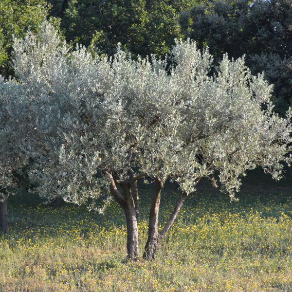 Olivier de Boheme - Elaeagnus angustifolia