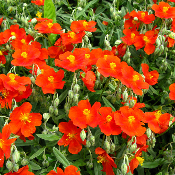 Hélianthème 'Fire Dragon' - Helianthemum 'Fire Dragon'