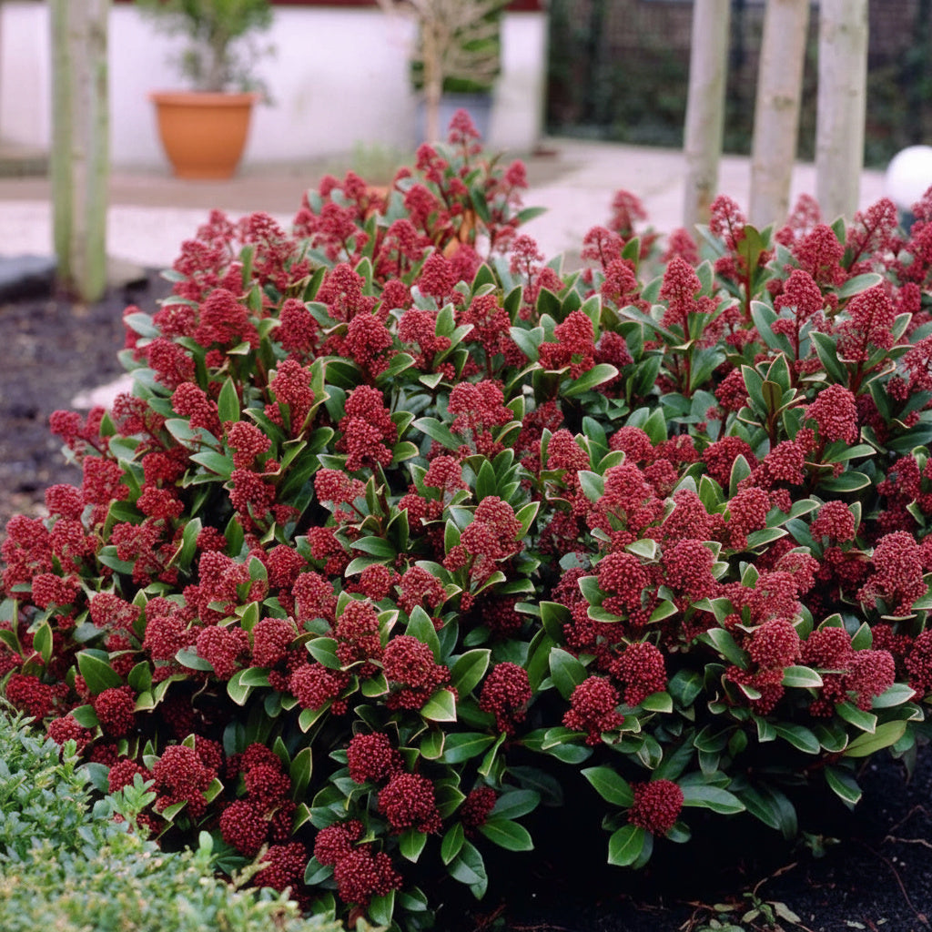 Skimmia du Japon 'Rubella' - Skimmia japonica 'Rubella'
